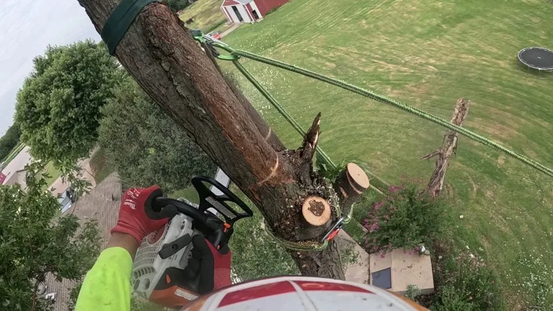 Serna lawn care and landscaping and tree service LLC — landscape designer (photo 10)
