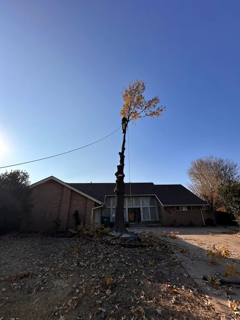 Serna lawn care and landscaping and tree service LLC — landscape designer (photo 16)