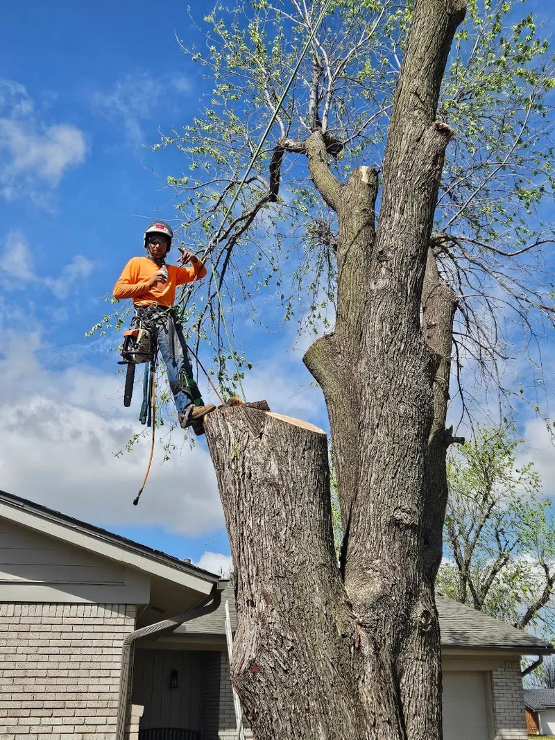Serna lawn care and landscaping and tree service LLC — landscape designer (photo 3)